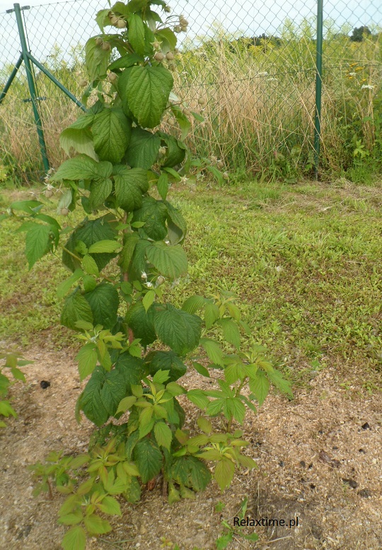 Krzaczek maliny pod koniec sierpnia